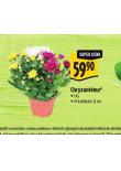 CHRYZANTMA
