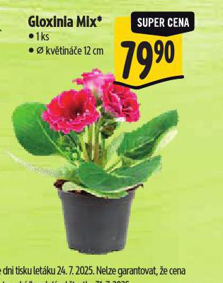 GLOXINIA MIX