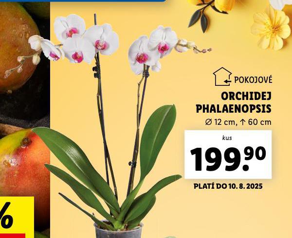 ORCHIDEA - PHALAENOPSIS
