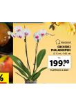 ORCHIDEA - PHALAENOPSIS