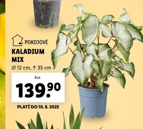 KALADIUM MIX
