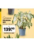 KALADIUM MIX