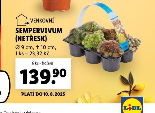 SEMOERVIVUM NETESK