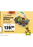 SEMOERVIVUM NETESK