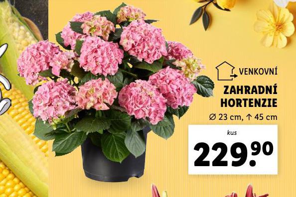 ZAHRADN HORTENZIE