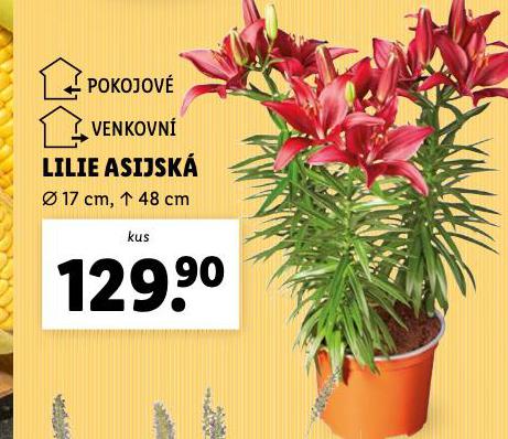 LILIE ASIJSK