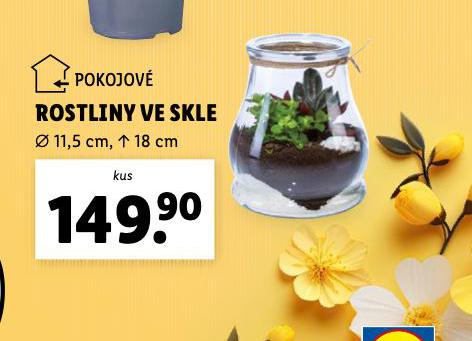 ROSTLINY VE SKLE