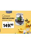 ROSTLINY VE SKLE