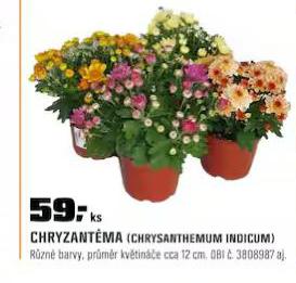 CHRYZANTMA
