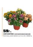 CHRYZANTMA