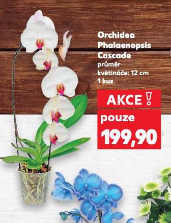 ORCHIDEA PHALAENOPSIS