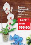 ORCHIDEA PHALAENOPSIS