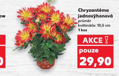 CHRYZANTMA