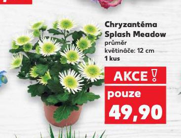 CHRYZANTMA SPLASH MEADOW