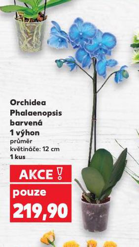 ORCHIDEA PHALAENOPSIS