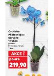 ORCHIDEA PHALAENOPSIS