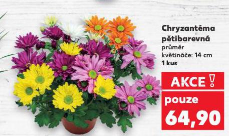 CHRYZANTMA PTIBAREVN