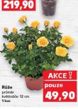 RŮŽE