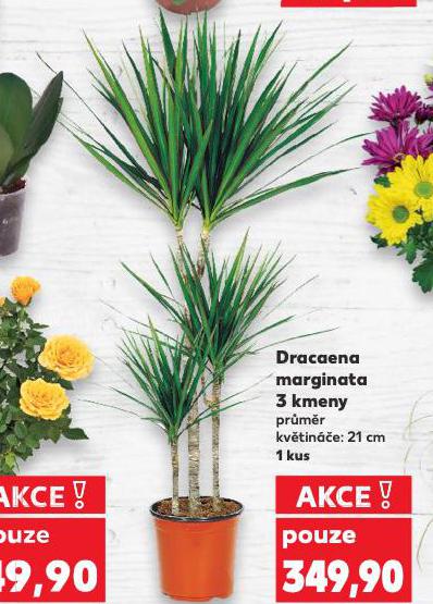 DRACANEA MARGINATA