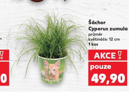 CHOR CYPERUS ZUMULA