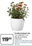 TRVALKY KVETOUC MIX