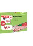 ANGLICK SLANINA