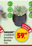 SUKULENT