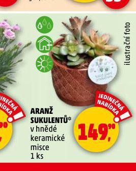 ARAN SUKULENT