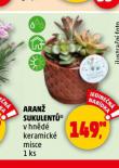 ARAN SUKULENT