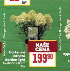 HORTENZIE LAZTNAT GARDEN LIGHT