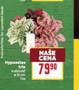 HYPOESTES TRIO