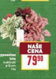 HYPOESTES TRIO