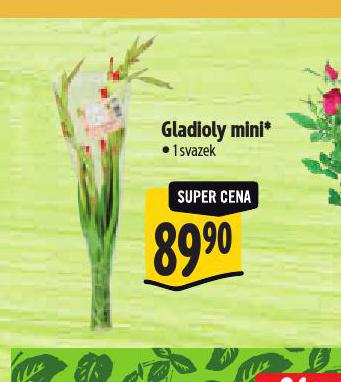 GLADIOLY MINI