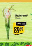 GLADIOLY MINI