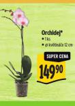 ORCHIDEJ