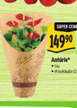 ANTRIE