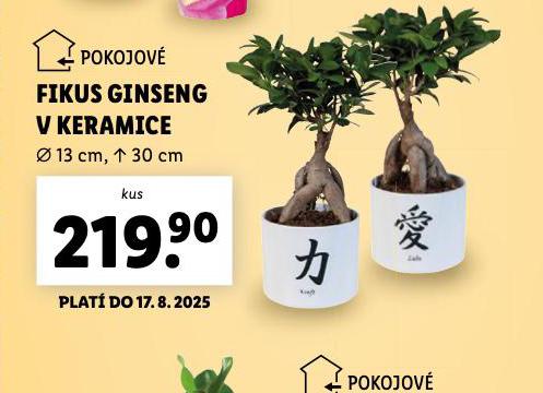 FIKUS GINSENG V KERAMICE