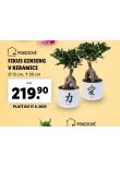 FIKUS GINSENG V KERAMICE