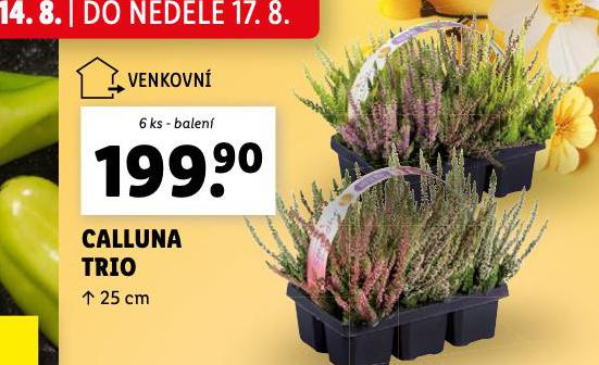 CALLUNA TRIO