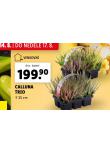 CALLUNA TRIO
