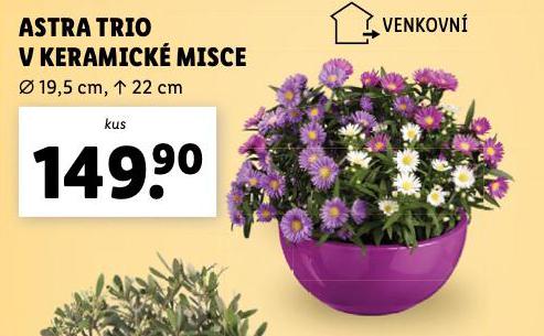 ASTRA TRIO V KERAMICK MISCE