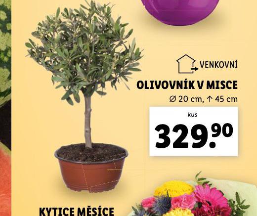 OLIVOVNK V MISCE