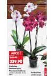 ORCHIDEA PHALAENOPSIS