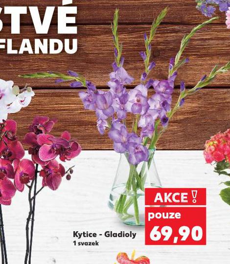 KYTICE GLADIOLY