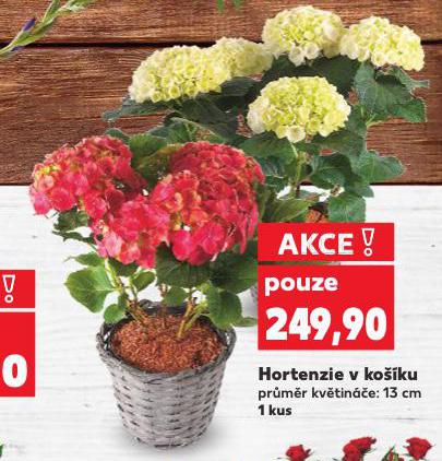 HORTENZIE V KOKU
