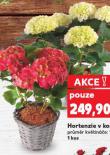 HORTENZIE V KOŠÍKU