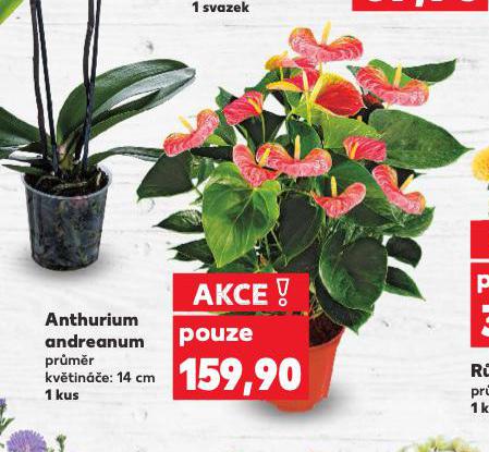 ANTHURIUM ANDREANUM