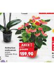 ANTHURIUM ANDREANUM