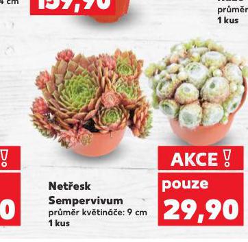 NETESK SEMPERVIVUM