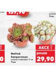 NETŘESK SEMPERVIVUM